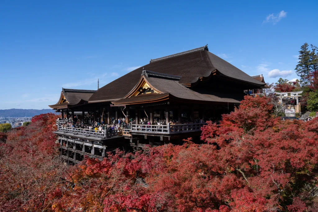 Classic wide panorama of Kiyomizu-dera temple's massive timber stage packed with visitors, perched high above a vibrant sea of red maple leaves under a clear blue sky in Kyoto.